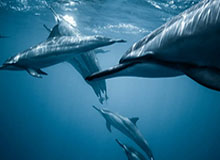 6686体育-袁思俊、庞俊旭晋级斯诺克威尔士公开赛32强